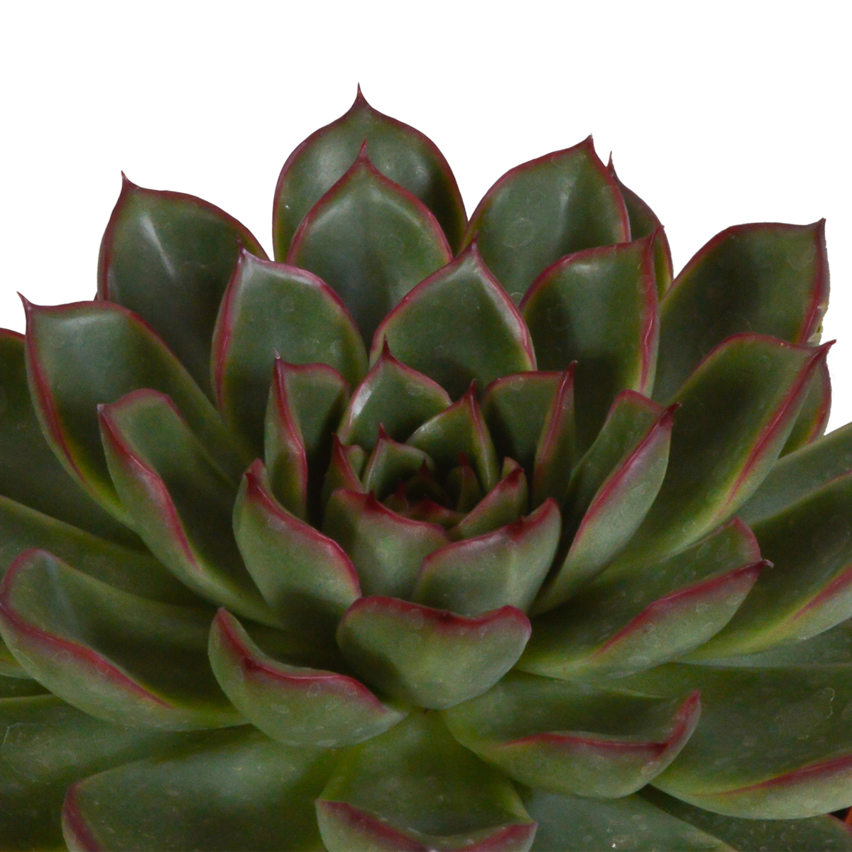 Echeveria mix – Ø11 cm, 21 cm hoog