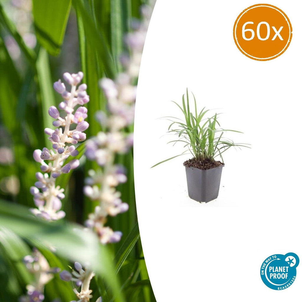 Liriope muscari 'Monroe White' (lilyturf) – 60 plants, Ø9 cm, 10–25 cm high – photo 2