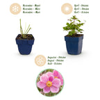 Anémone hup. 'Splendens' (anémone d'automne) – rose foncé – 3 plantes, Ø11 cm, 15–25 cm de haut