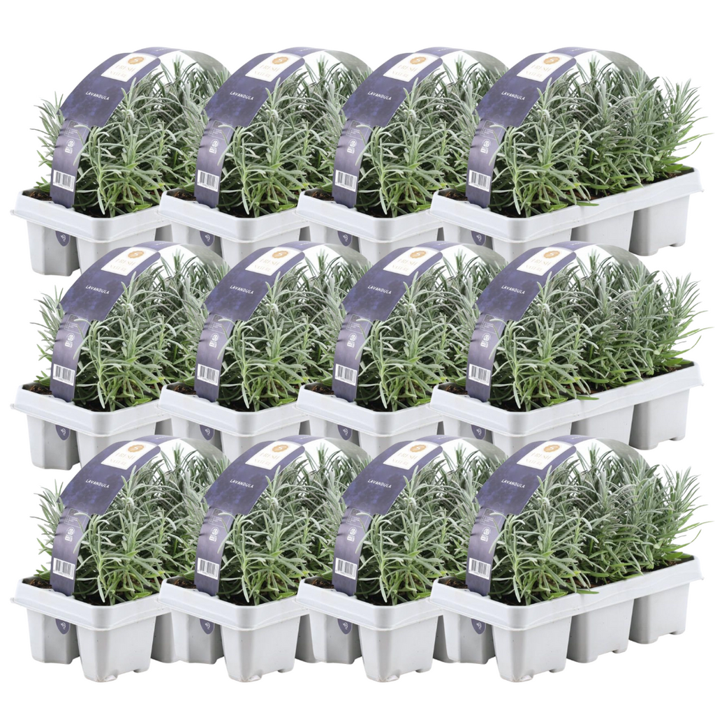 Lavendel (Lavandula) – 72 Pflanzen, Ø 7 cm, 15 cm hoch – Bild 4