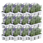 Lavendel (Lavandula) – 72 Pflanzen, Ø 7 cm, 15 cm hoch