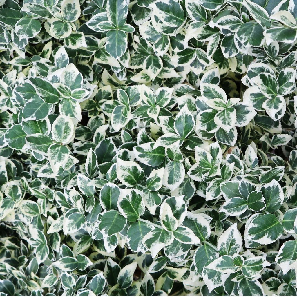 Euonymus fortunei 'Emerald Gaiety' (wintercreeper) – 6 plants, 250 cm high – photo 3