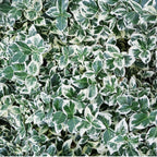 Euonymus fortunei 'Emerald Gaiety' (wintercreeper) – 6 plants, 250 cm high