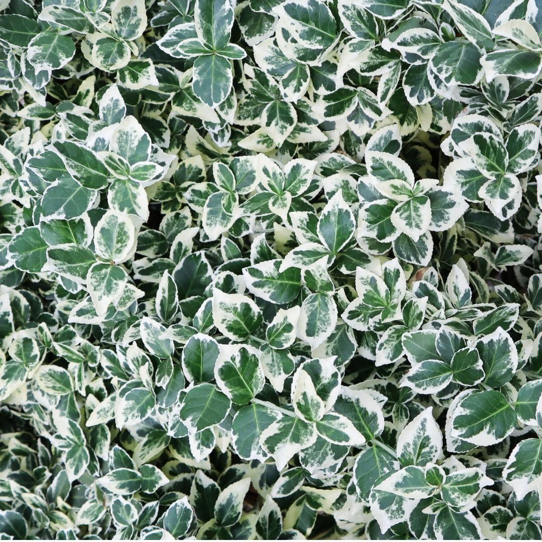 Euonymus fortunei 'Emerald Gaiety' (wintercreeper) – 6 plants, 250 cm high – photo 3