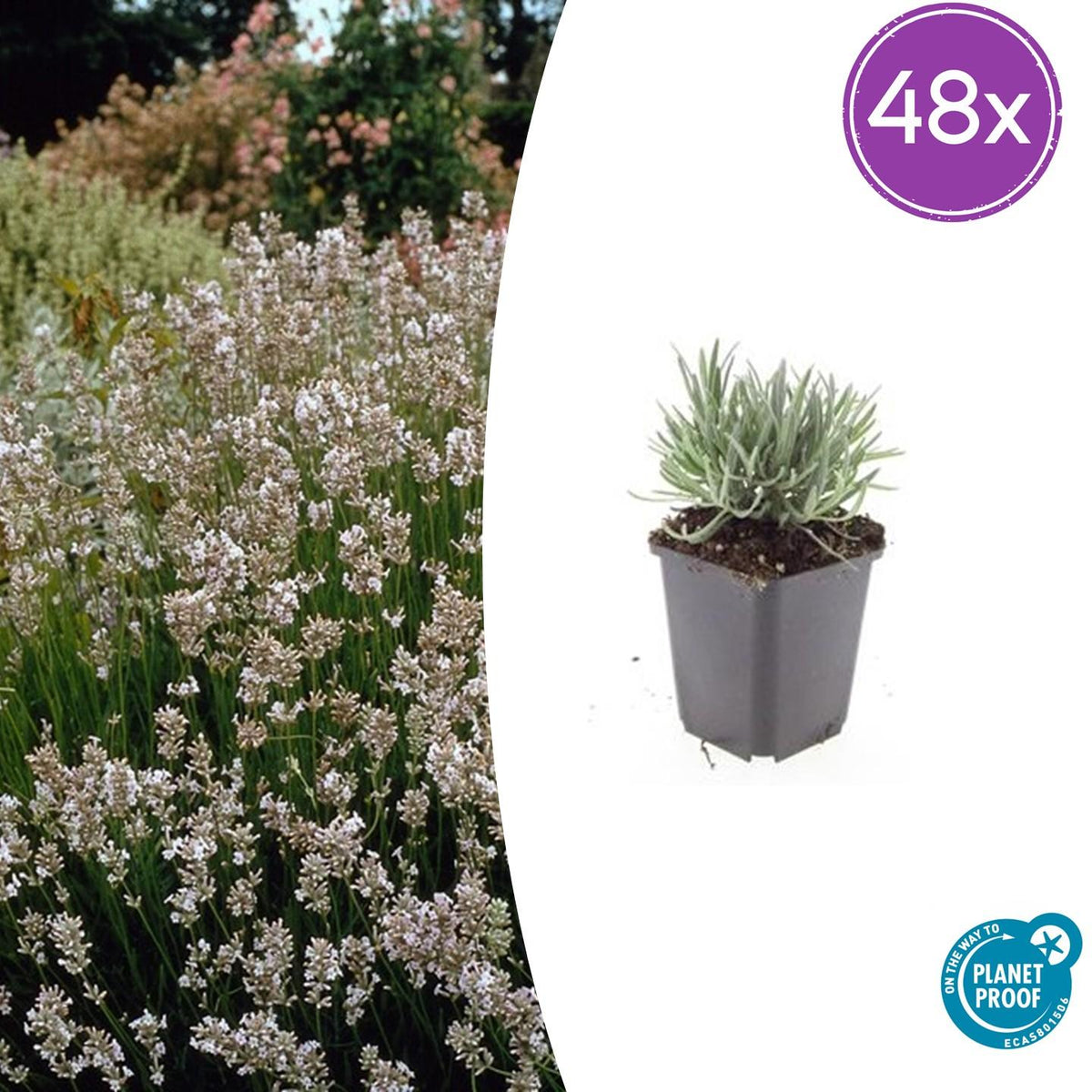 Lavandula int. 'Edelweiss' (lavendel) – 48 planten, Ø9 cm, 10–25 cm hoog