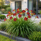 Hemerocallis 'Autumn Red' (Taglilie) – rot – 3 Pflanzen, Ø 11 cm, 15–25 cm hoch