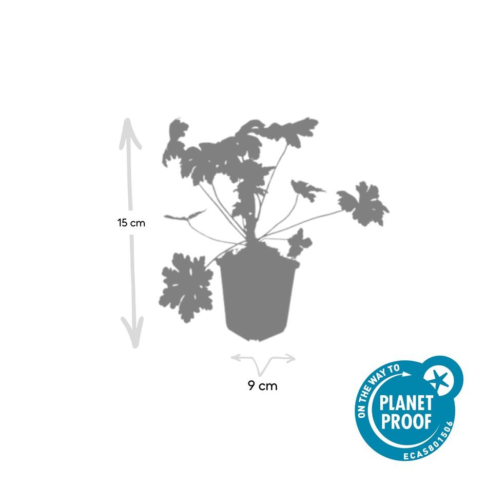 Geranium macrorrhizum 'Ingwersen’s Var.' (Storchschnabel) – 60 Pflanzen, Ø9 cm, 10–25 cm hoch – Bild 6