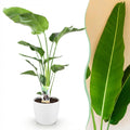 Strelitzia nicolai (white bird of paradise) in a white Potter decorative pot – Ø21 cm, 110–120 cm tall