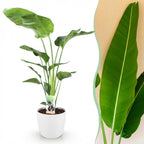 Strelitzia nicolai (white bird of paradise) in a white Potter decorative pot – Ø21 cm, 110–120 cm tall