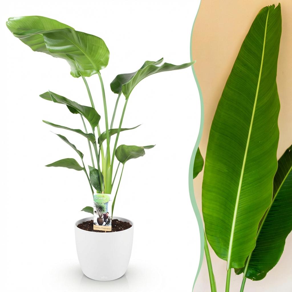 Strelitzia nicolai (witte paradijsvogelbloem) in Potter-sierpot wit – Ø21 cm, 110–120 cm hoog