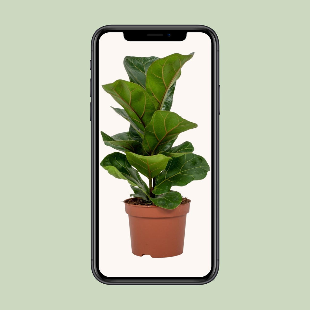 Ficus lyrata (vioolbladplant) – Ø12 cm, 30 cm hoog