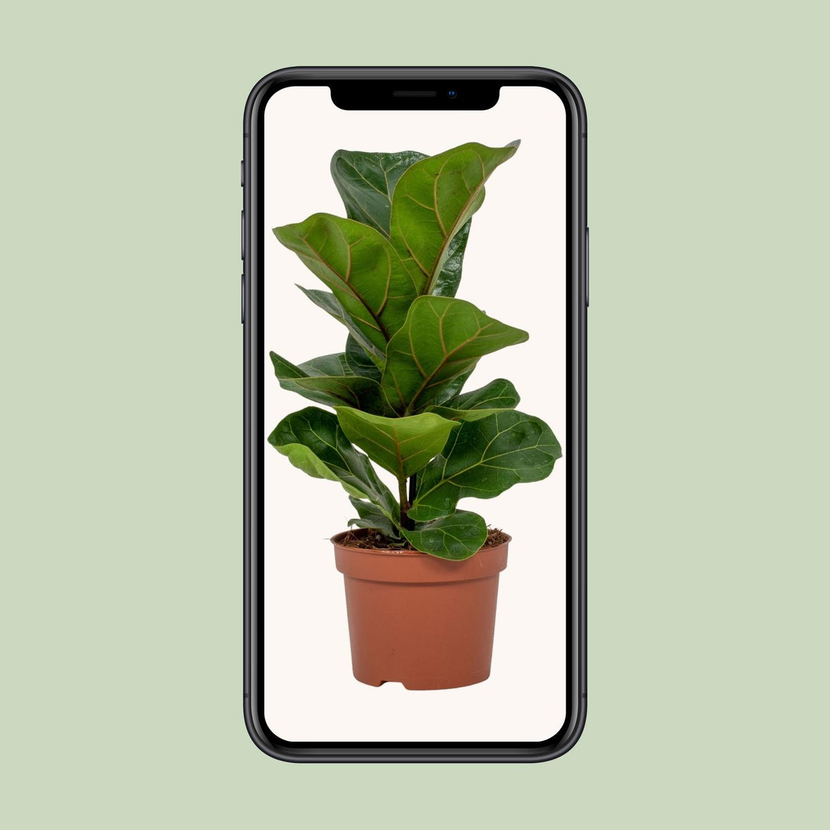 Ficus lyrata (vioolbladplant) – Ø12 cm, 30 cm hoog