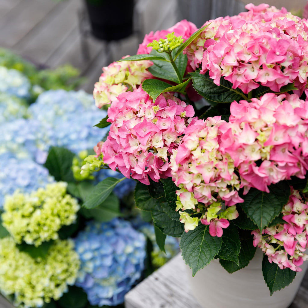 Hydrangea 'Forever &amp; Ever' (Hortensie) – rosa – 2 Pflanzen, Ø 23 cm, 55 cm hoch – Bild 5
