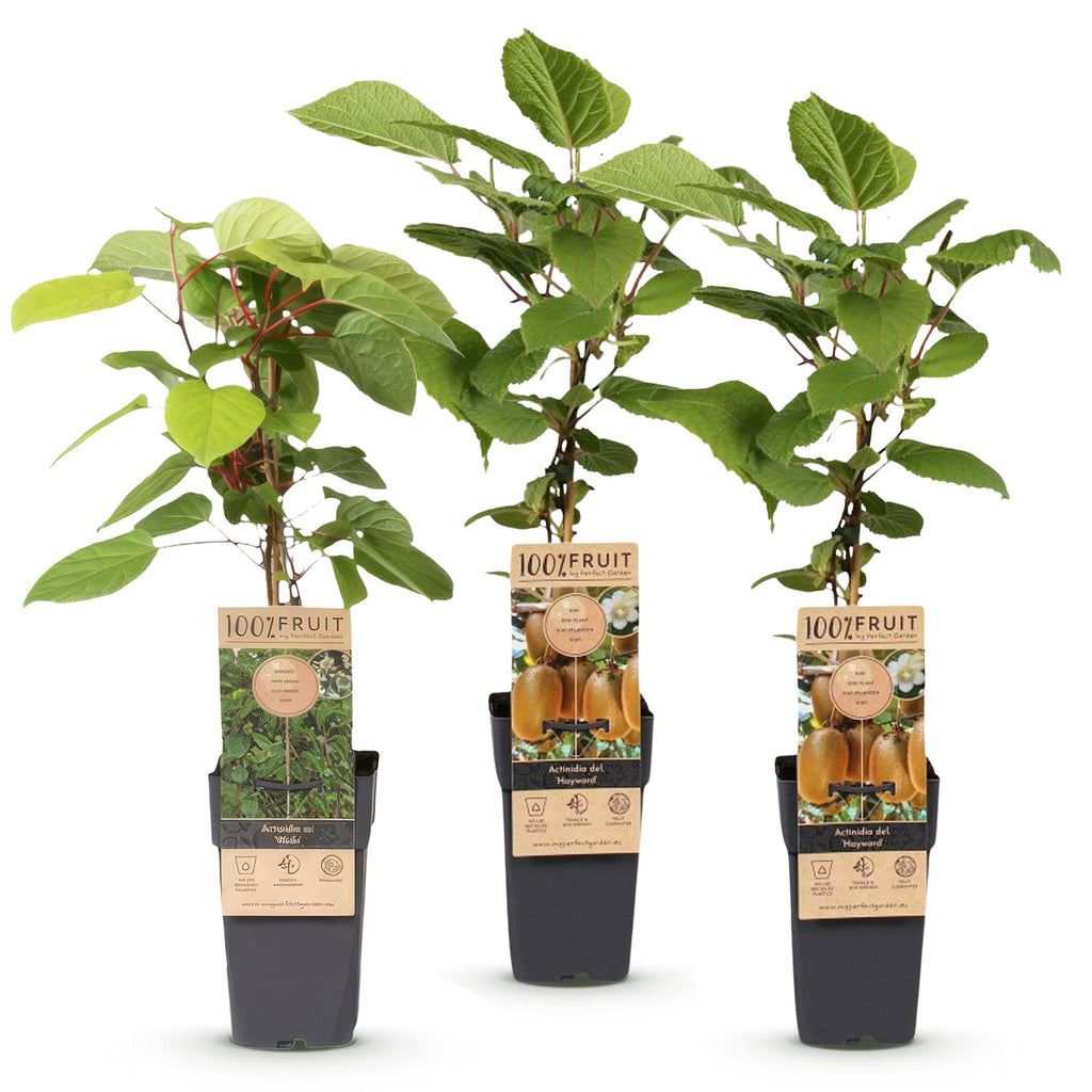 Actinidia 'Weiki &amp; Hayward' (kiwiplante) – Ø15 cm, 50 cm høj – billede 2
