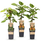 Actinidia 'Weiki & Hayward' (kiwiplante) – Ø15 cm, 50 cm høj
