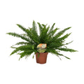 Nephrolepis Green Lady (sword fern) – Ø17 cm, 40 cm high