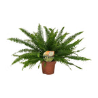 Nephrolepis Green Lady (sword fern) – Ø17 cm, 40 cm high