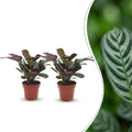 2× Ctenanthe burle-marxii (plante-épi de blé) – Ø12 cm, 30 cm de haut