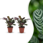 2× Ctenanthe burle-marxii (plante-épi de blé) – Ø12 cm, 30 cm de haut