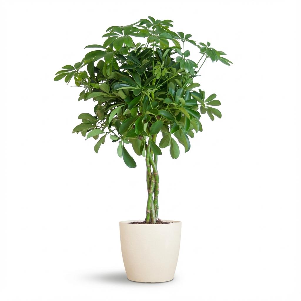 Schefflera Arab Nora (vingersboom) in Potter-sierpot wit – Ø21 cm, 70 cm hoog
