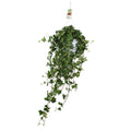 Hedera Helix Pitsburg (vedbend) – Ø17 cm, 90 cm høj