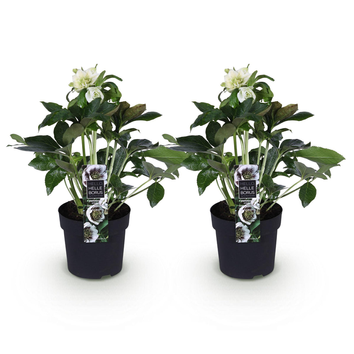Helleborus orientalis 'Double Ellen White' (Christrose) – 2 Pflanzen, Ø 14 cm, 35 cm hoch