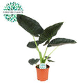 Alocasia Regal Shield (Elefantenohr) – Ø 21 cm, 90 cm hoch