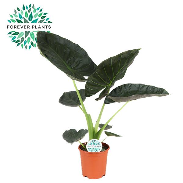 Alocasia Regal Shield (Elefantenohr) – Ø 21 cm, 90 cm hoch