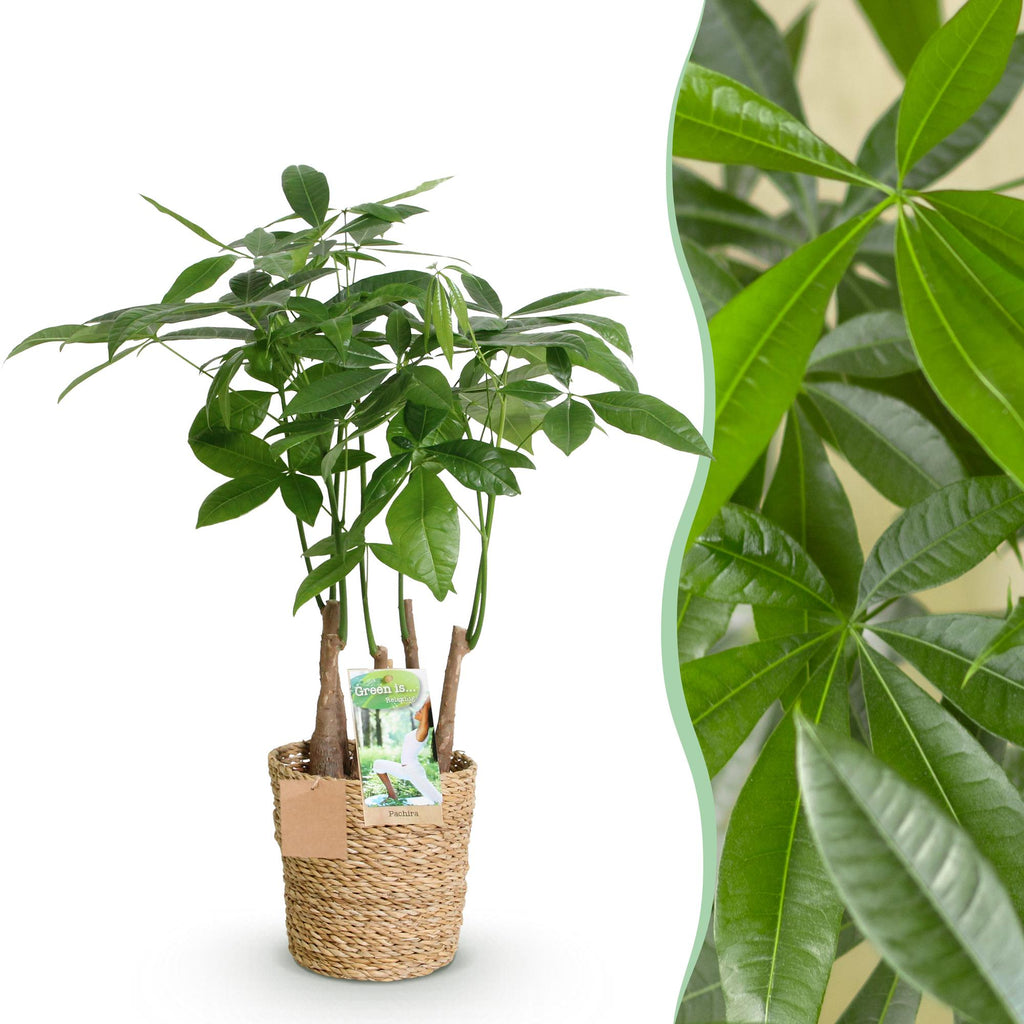 Pachira aquatica multi stam (geldboom) met mand – Ø17 cm, 50–55 cm hoog