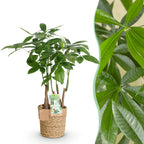 Pachira aquatica multi stam (geldboom) met mand – Ø17 cm, 50–55 cm hoog