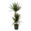 Dracaena marginata (arbre du dragon) en pot décoratif rond Greenville vert – Ø21 cm, 120 cm de haut