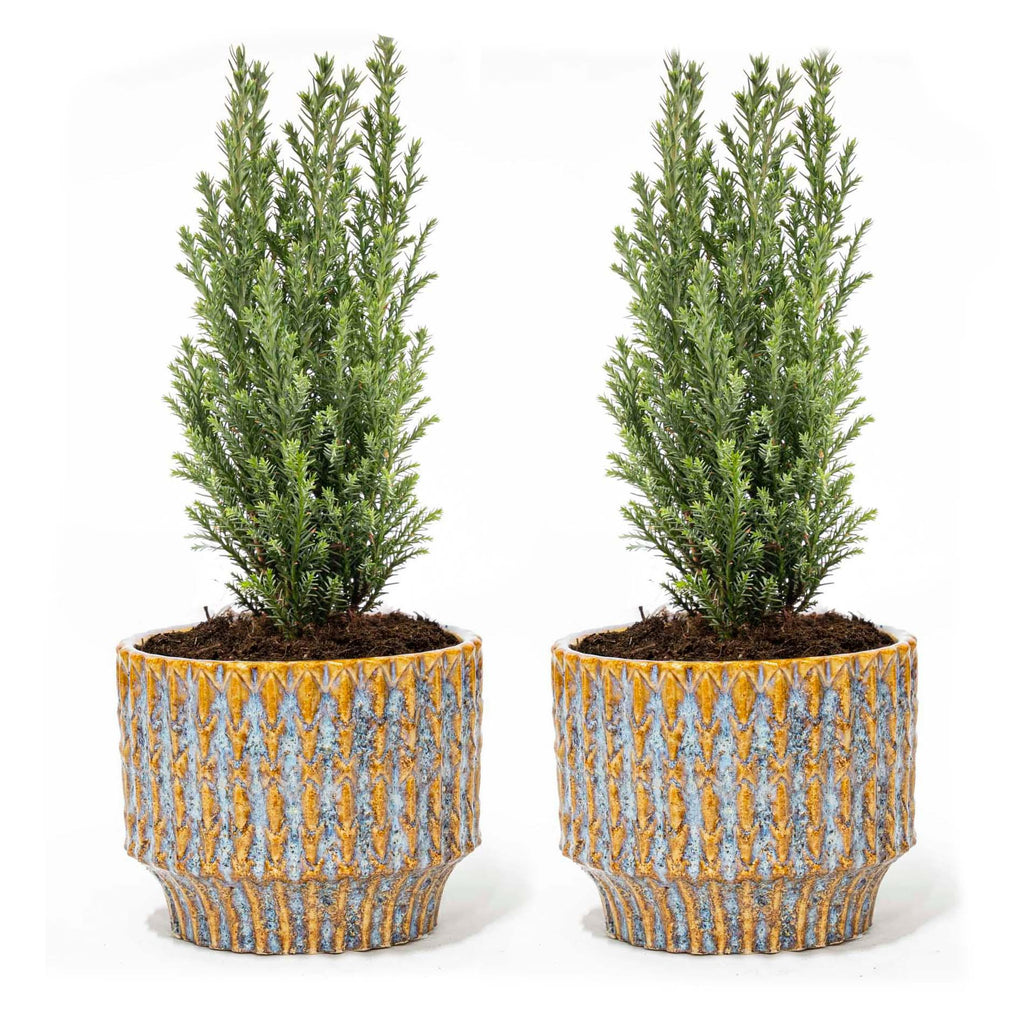 2× Kerstboom 'Ellwoodii' (Chamaecyparis) in Echo-sierpot – Ø9 cm