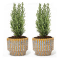 2× Kerstboom 'Ellwoodii' (Chamaecyparis) in Echo-sierpot – Ø9 cm