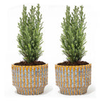 2× Kerstboom 'Ellwoodii' (Chamaecyparis) in Echo-sierpot – Ø9 cm