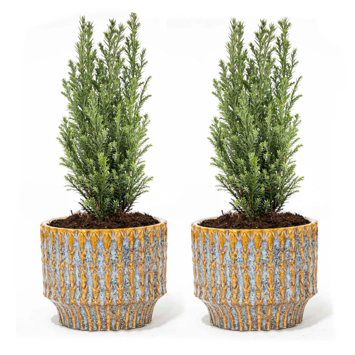 2× Kerstboom 'Ellwoodii' (Chamaecyparis) in Echo-sierpot – Ø9 cm