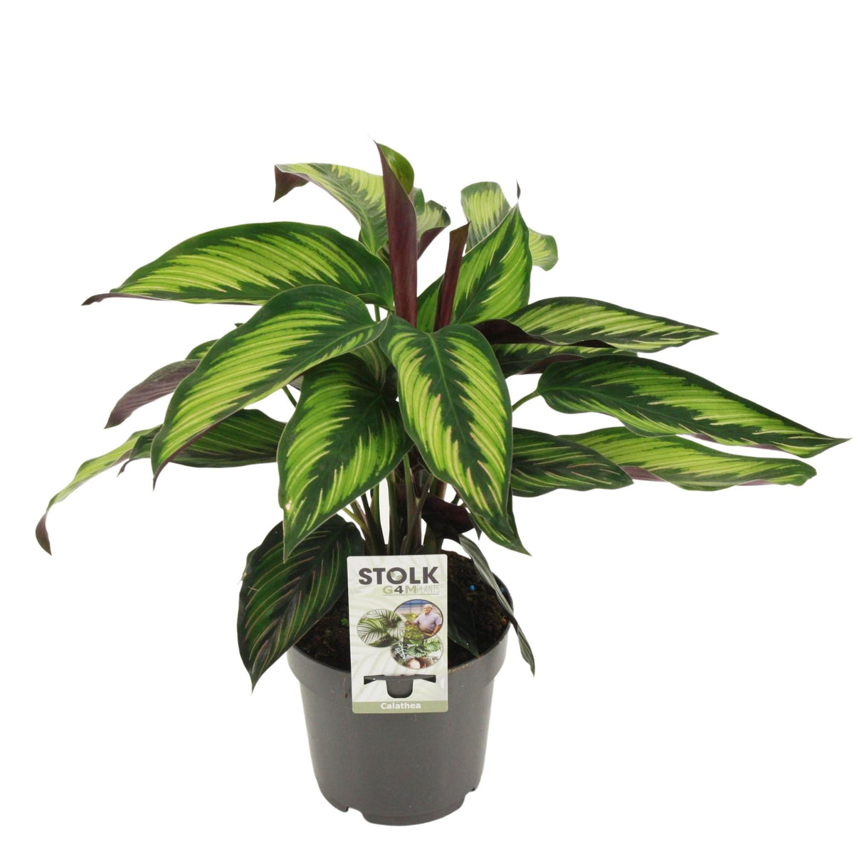 Calathea majestica ‘Princeps’ – Ø 14 cm, 45 cm hoch