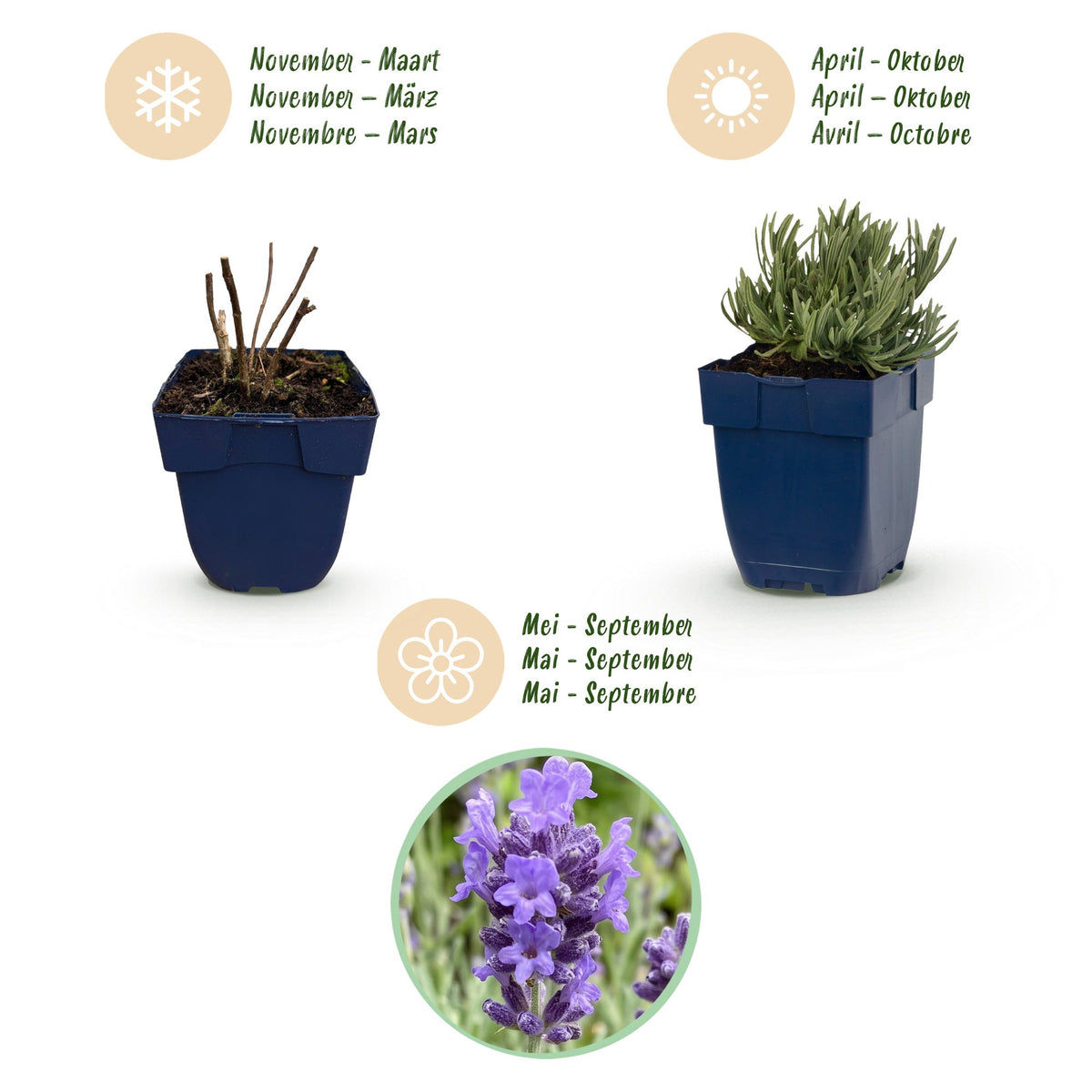 Lavandula angustifolia 'Dwarf Blue' (lavendel) – paars – Ø11 cm, 15–25 cm hoog