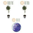 Ceanothus impressus 'Victoria' (Amerikaanse sering) op stam – Ø19 cm, 90 cm hoog