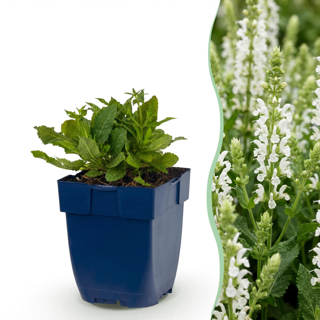 Salvia nemorosa 'Schneehügel' (sauge) – blanc – 3 plants, Ø11 cm, 15–25 cm de haut