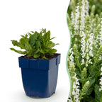 Salvia nemorosa 'Schneehügel' (sauge) – blanc – 3 plants, Ø11 cm, 15–25 cm de haut