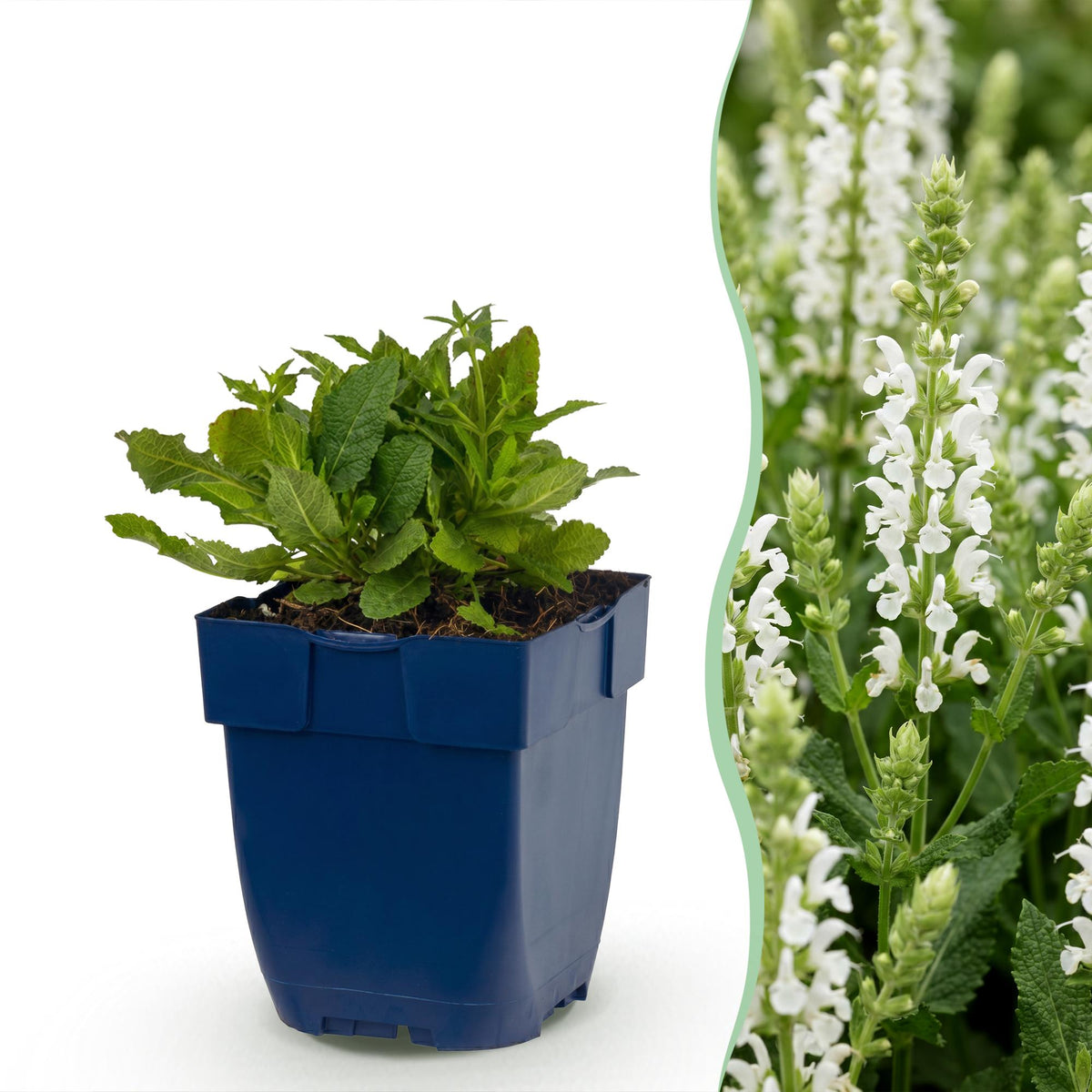 Salvia nemorosa 'Schneehügel' (sauge) – blanc – 3 plants, Ø11 cm, 15–25 cm de haut