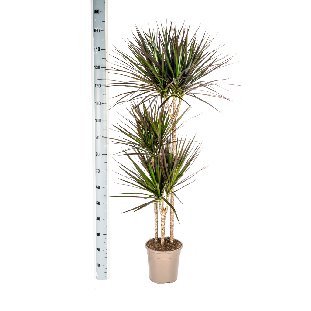 Dracaena marginata Magenta (Drachenbaum) mit Korb – Ø 24 cm, 130–150 cm hoch