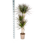 Dracaena marginata Magenta (Drachenbaum) mit Korb – Ø 24 cm, 130–150 cm hoch