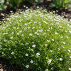 Sagina subulata (sagina rampante) – blanc – 6 plantes, Ø11 cm, 15–25 cm de haut
