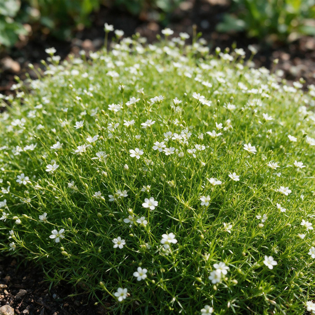Sagina subulata (sagina rampante) – blanc – 6 plantes, Ø11 cm, 15–25 cm de haut – photo 5