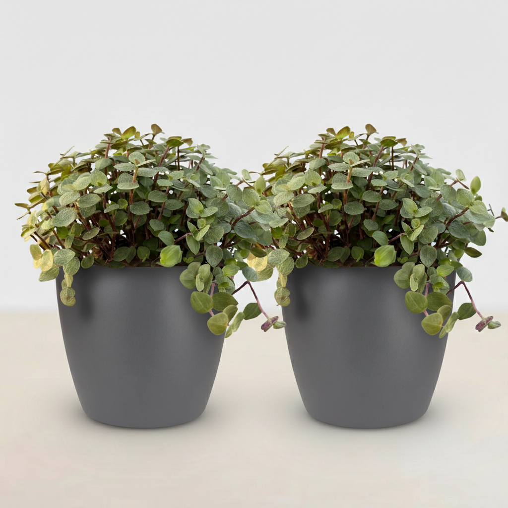 2× Callisia repens in Potter-sierpot grijs – Ø12 cm, 17–20 cm hoog
