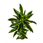 Dracaena fragrans Golden Coast (Drachenbaum) mit Korb – Ø 24 cm, 130–150 cm hoch