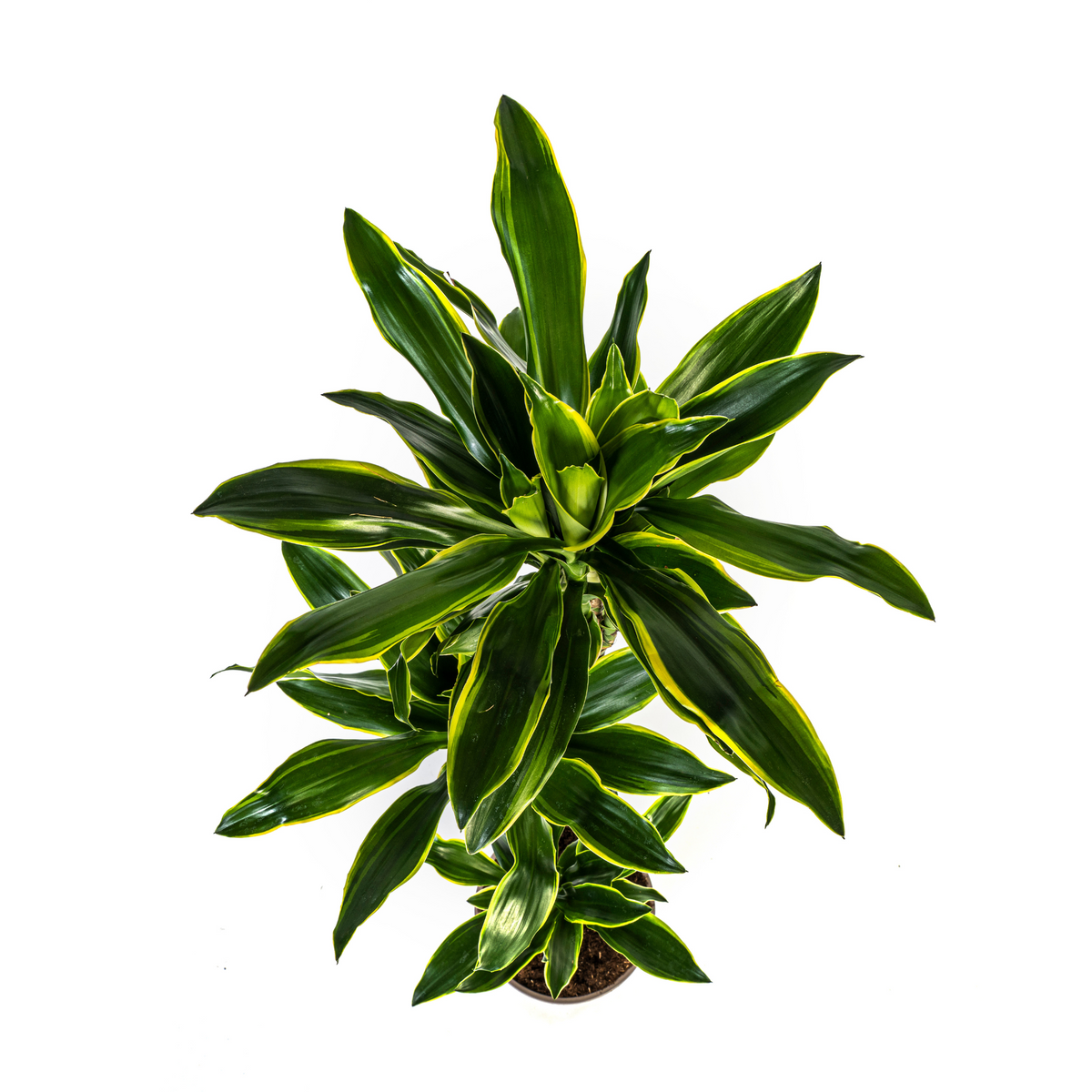Dracaena fragrans Golden Coast (Drachenbaum) mit Korb – Ø 24 cm, 130–150 cm hoch