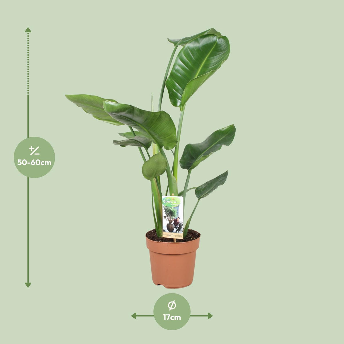 Strelitzia nicolai (witte paradijsvogelbloem) – Ø17 cm, 60 cm hoog