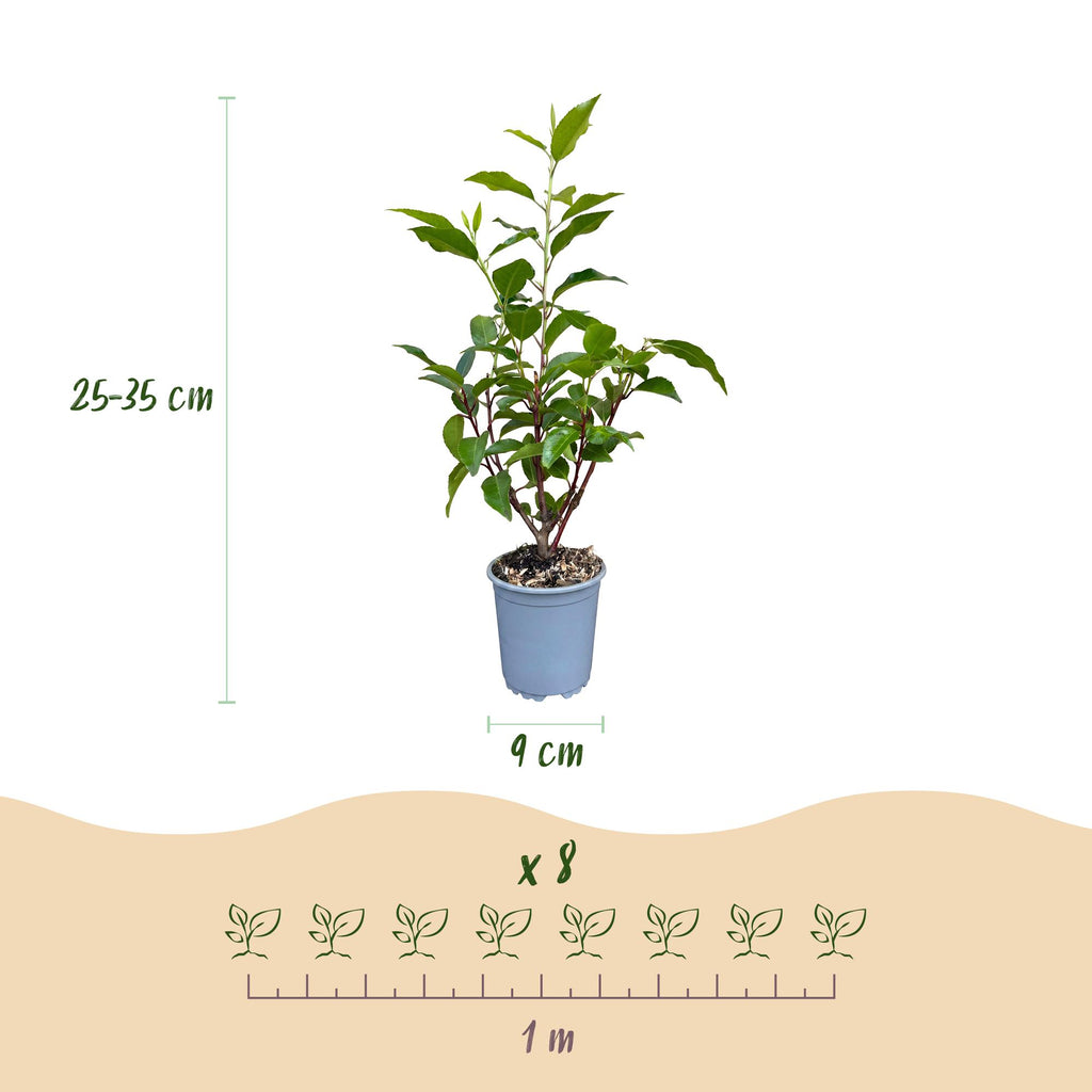 Prunus lusitanica angustifolia (prunier de Lusitanie) – 40 plants, Ø9 cm, 25–35 cm de haut – photo 4